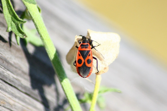 Pyrrhocoris apterus f. pennata della Lombardia